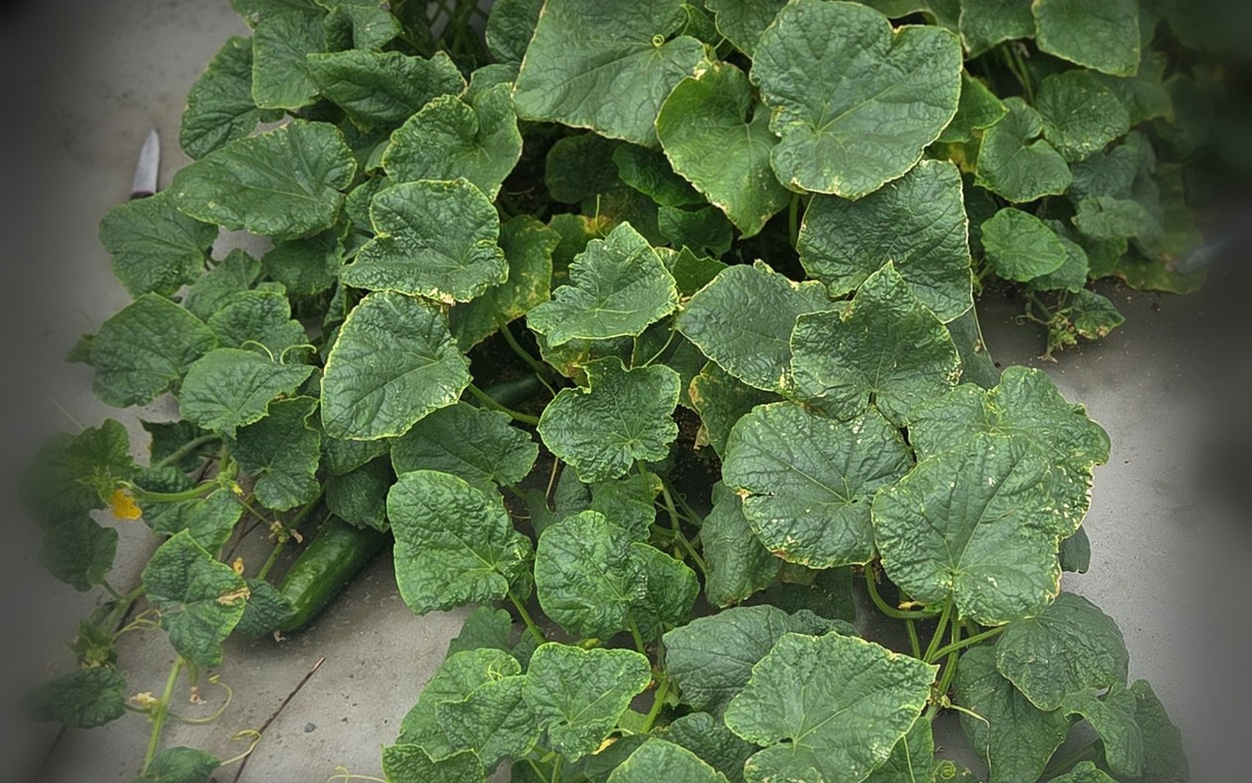 Greenhouse grow beds with leafy hydroponic crops